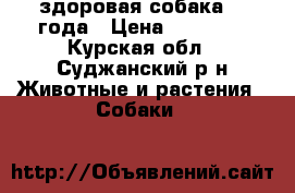 здоровая собака, 2 года › Цена ­ 10 000 - Курская обл., Суджанский р-н Животные и растения » Собаки   